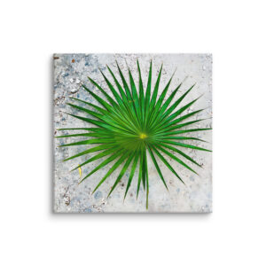 Canvas Print Palm Leaf Tulum Mindfulness